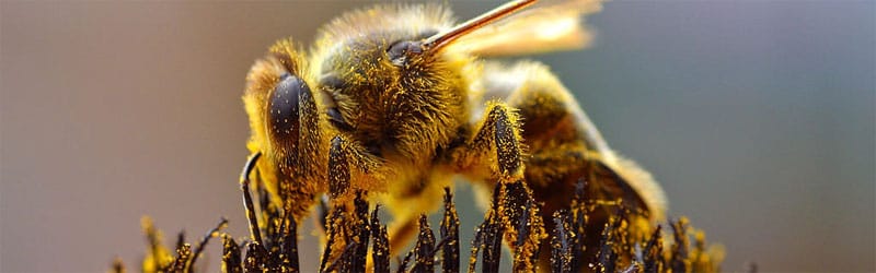 Beehive large