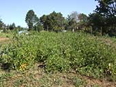 A field of tomato vines
