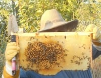 A man holds a honeycomb from a wooden beehive.