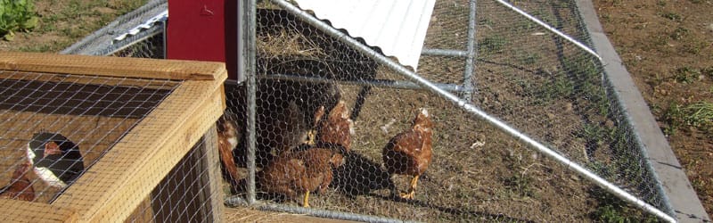 Chicken tractor large