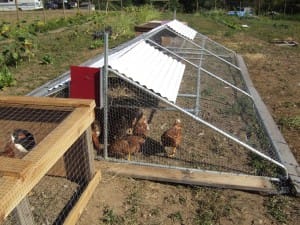 Chicken tractor