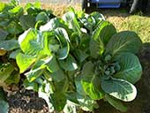 Leafy vegetables in a garden