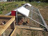 An angular cage encloses a group of chickens.