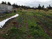 Two rows of a garden pictured, a sign at the front of each; one reads "Onions" and the other "Carrots"