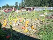 A pumpkin patch