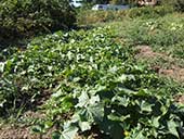 A row of large green leaves; squash plants.