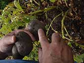 A man points to small holes bored into potatoes.