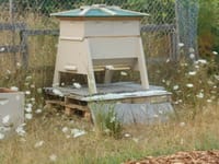 Weeds and long grass surround a wooden beehive.