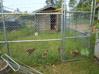 A fenced off area houses long grass and chickens.