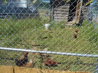 Through a chain-link fence there are chickens roaming.