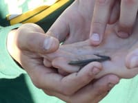 Close-up of a gecko being held in a hand.