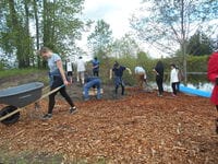 A dozen students help lay woodchips beside a pond.