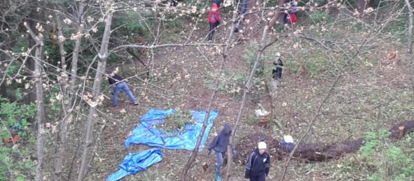 Overhead view of forest with branches on a tarp.
