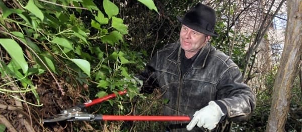 Bobby Wolf removes invasive English ivy.
