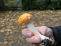 Mushroom 2.thumb