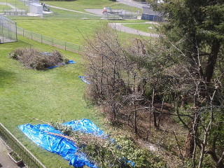 Overhead shot of cleaned orchard; a pile of removed brush sits on a tarp.