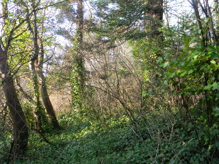 An orchard covered in green overgrowth.